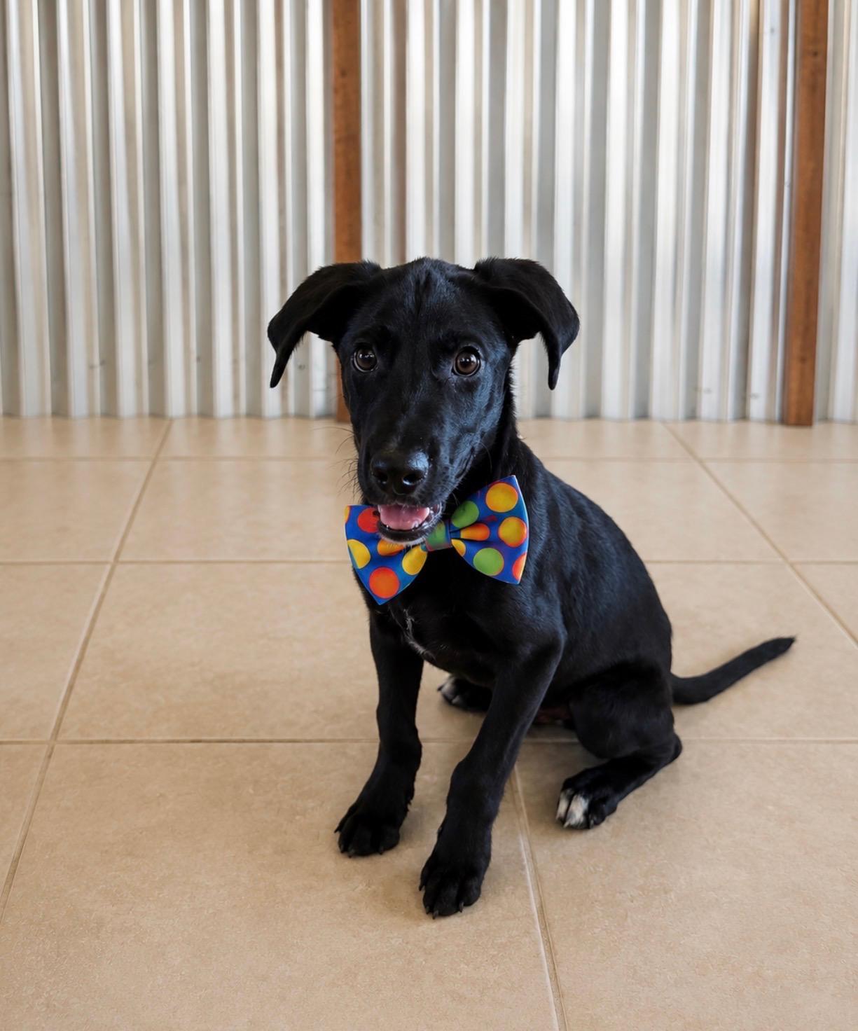 Gunner 22, ADOPTABLE, Puppy Male Black Labrador Retriever.