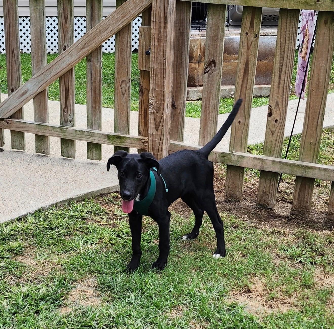 Enlarge Gunner 22, a ADOPTABLE mixed breed in Killingworth, CT image 2/5