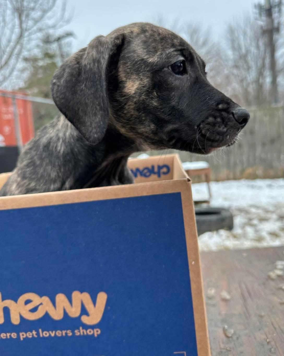 Bashful, adopted, Puppy Female Pit Bull Terrier.