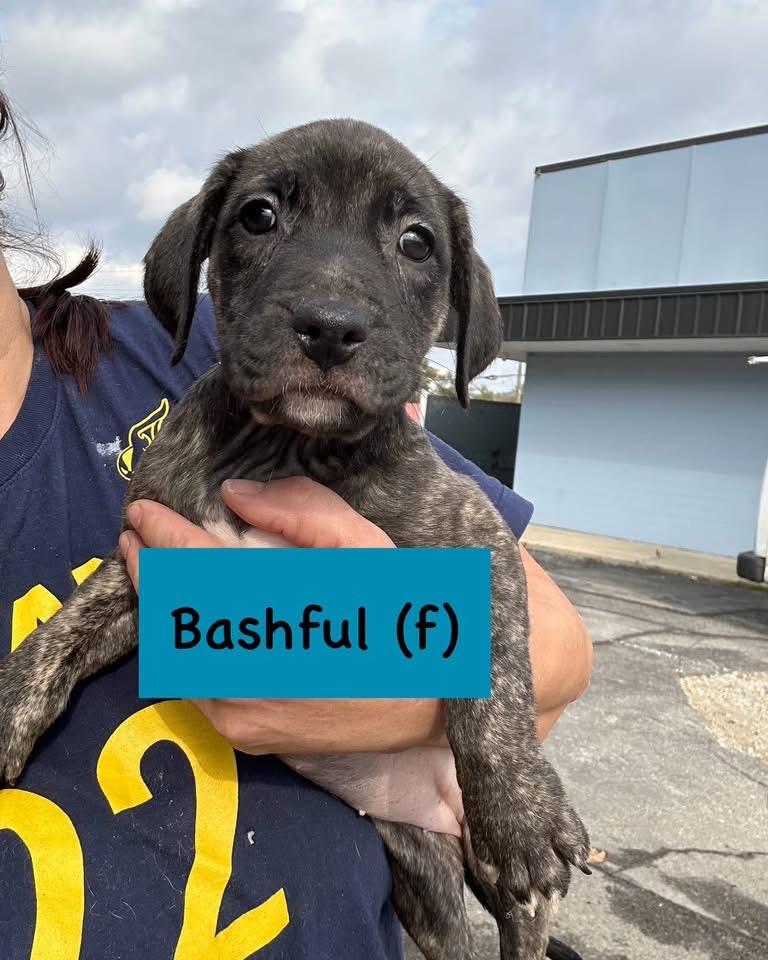 Enlarge Bashful, an adopted Pit Bull Terrier in INDIANAPOLIS, IN image 2/2