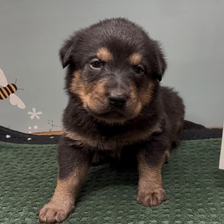 Irma, Adoptable, Puppy Female Shepherd.