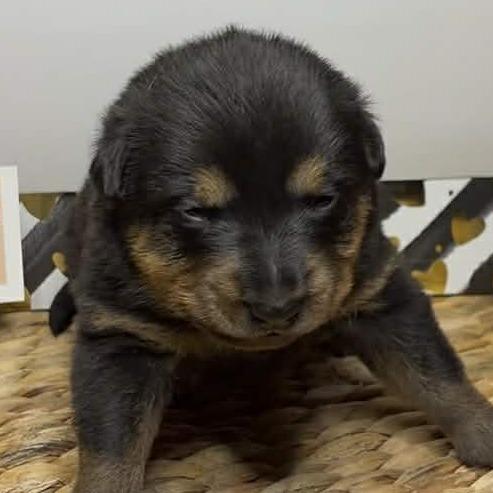 Enlarge Irma, a Adoptable Shepherd in Brainerd, MN image 2/2