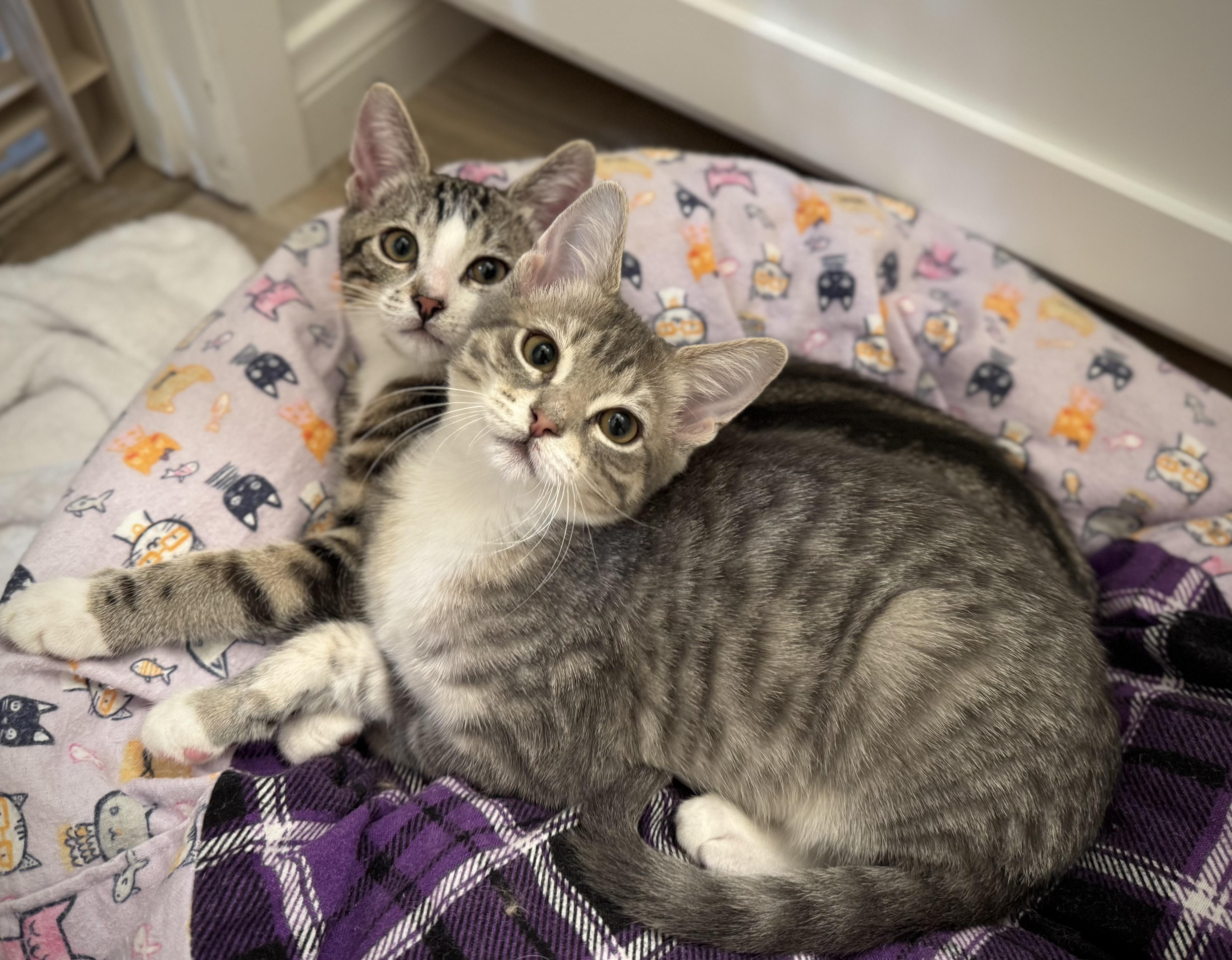 Bucatini & Tortellini (bonded pair), Adoptable, Kitten Male Domestic Short Hair.