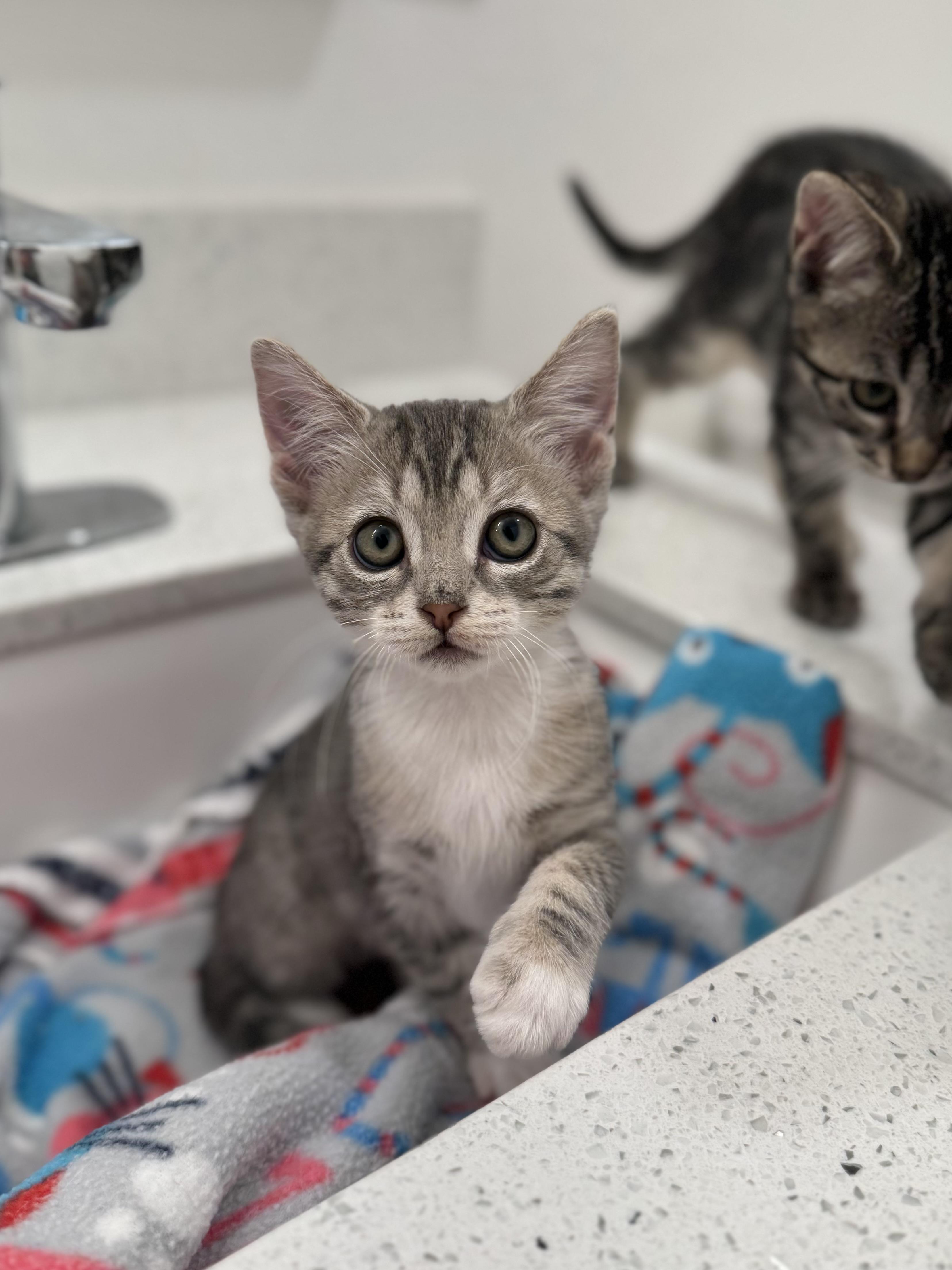Bucatini & Tortellini (bonded pair), a Adoptable mixed breed in Avondale Estates, GA image 4/6