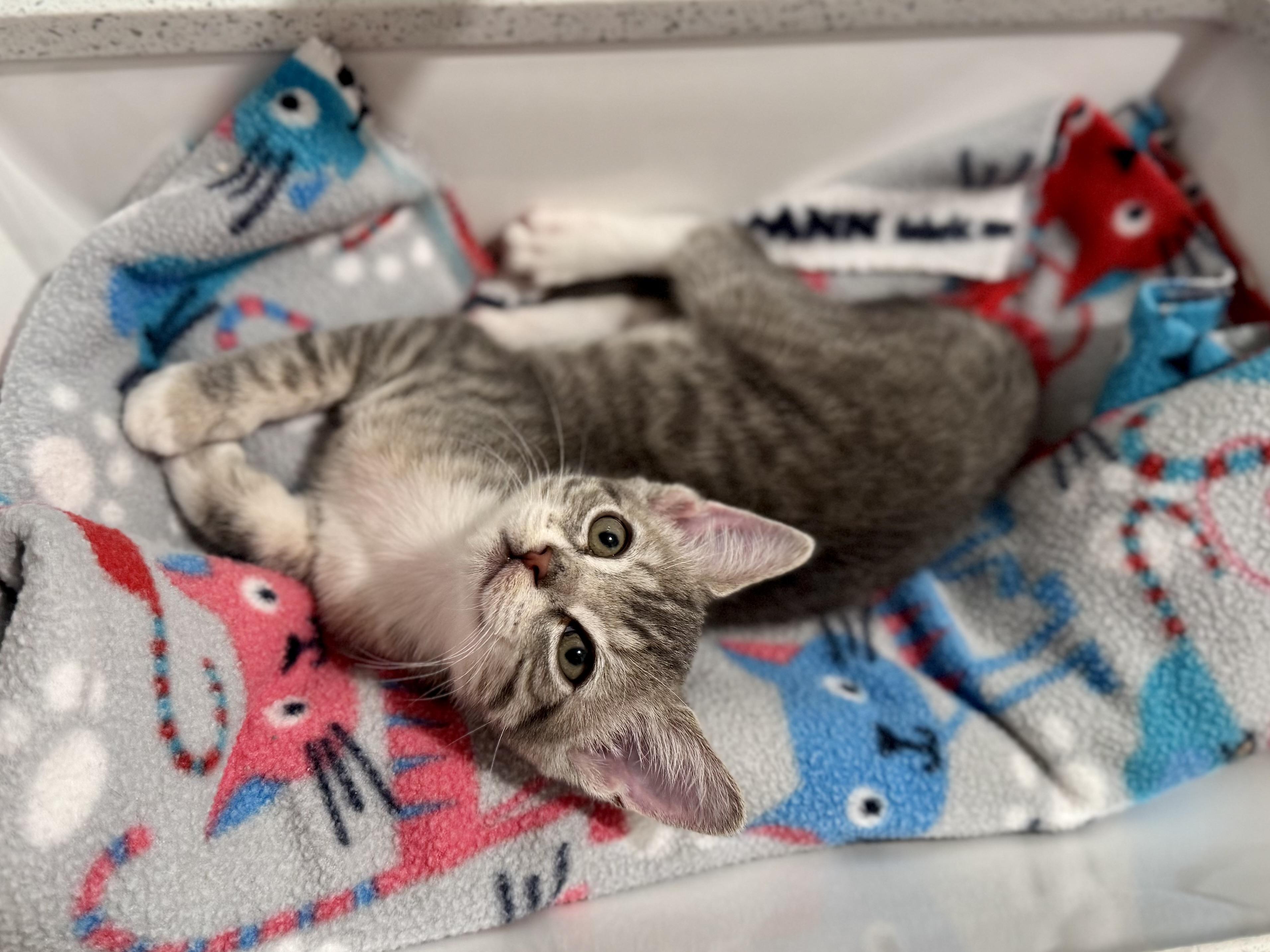 Bucatini & Tortellini (bonded pair), a Adoptable mixed breed in Avondale Estates, GA image 2/6