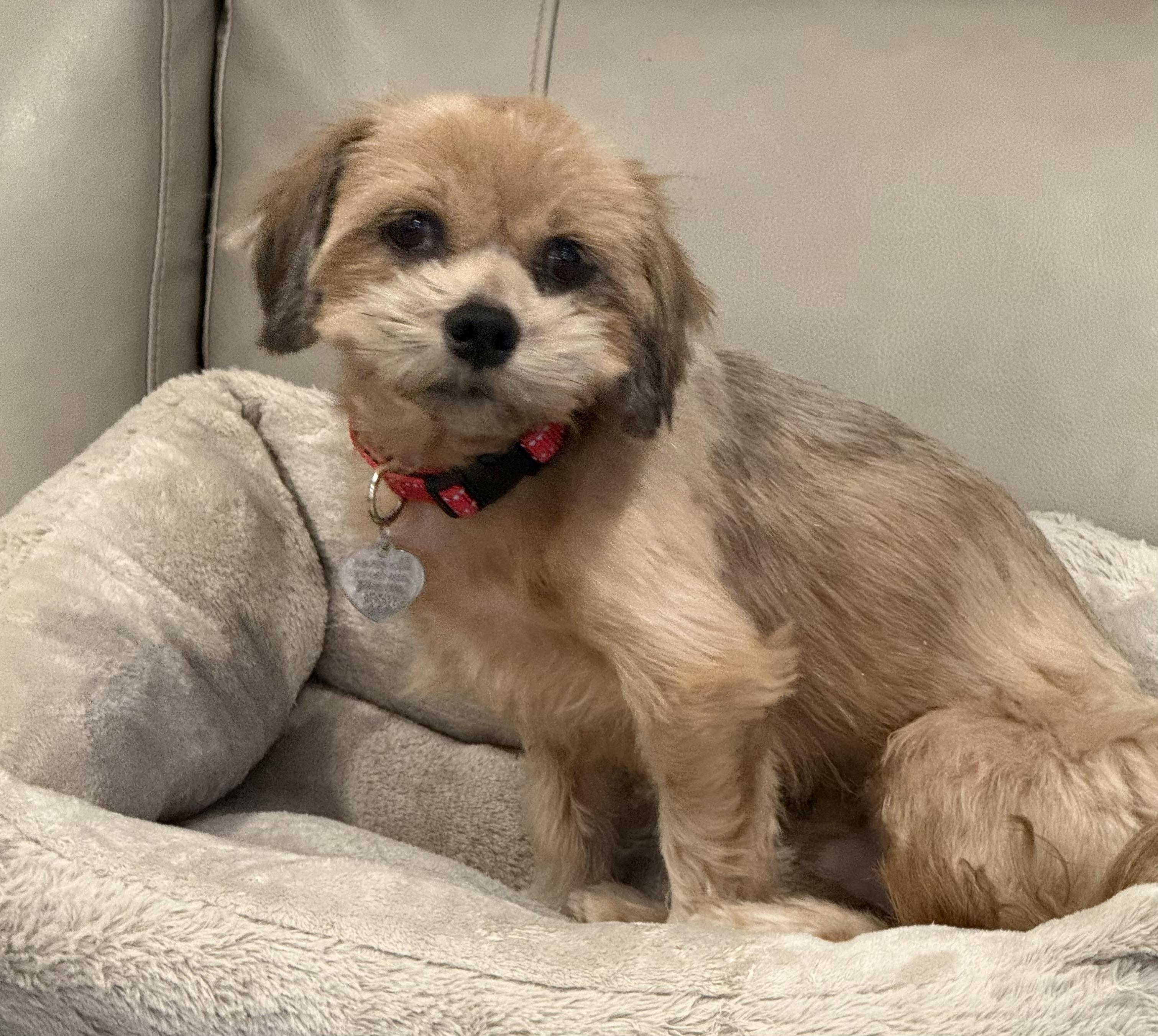 Enlarge Bojo, a Adoptable mixed breed in Danville, CA image 2/3