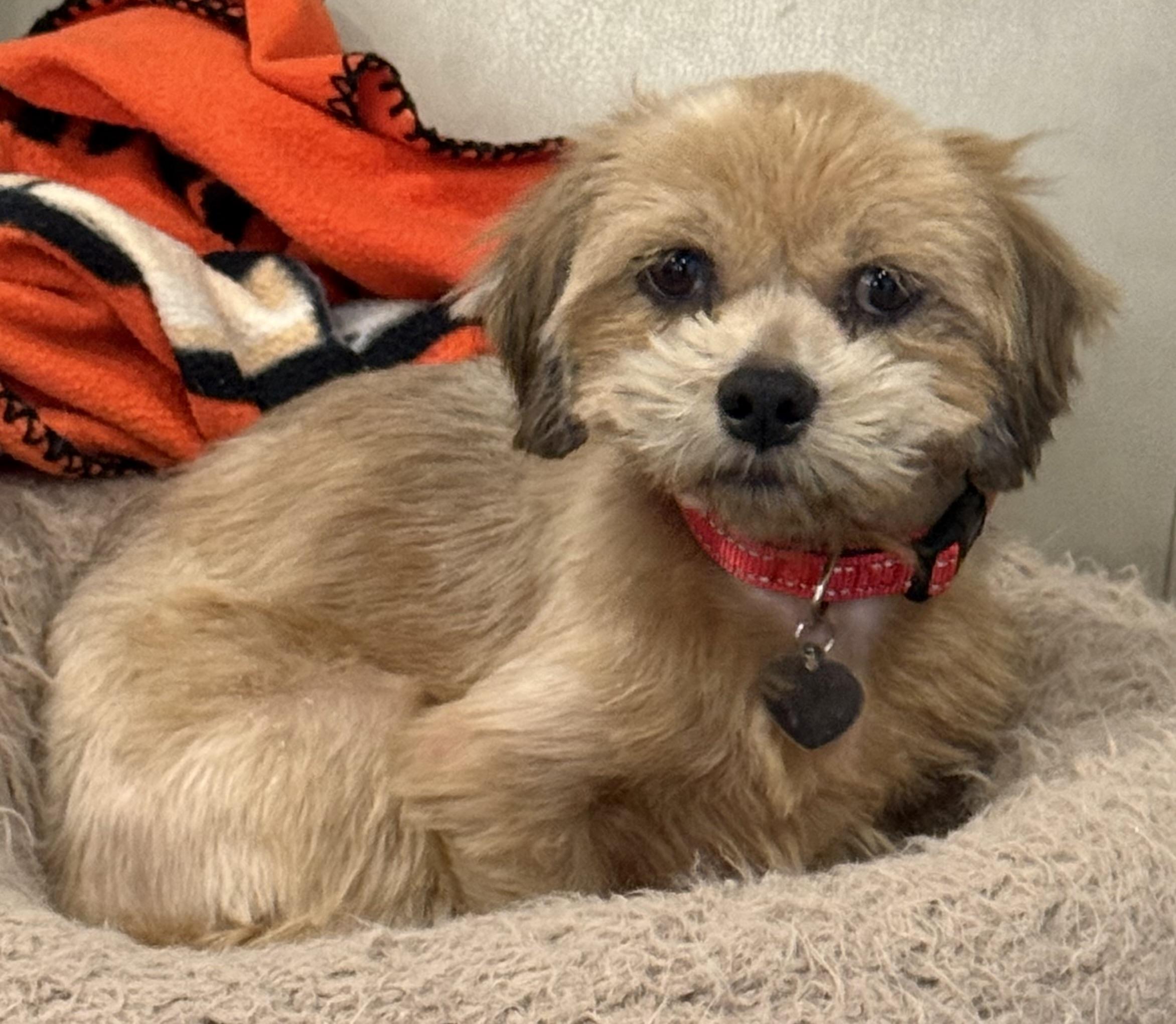 Enlarge Bojo, a Adoptable mixed breed in Danville, CA image 3/3