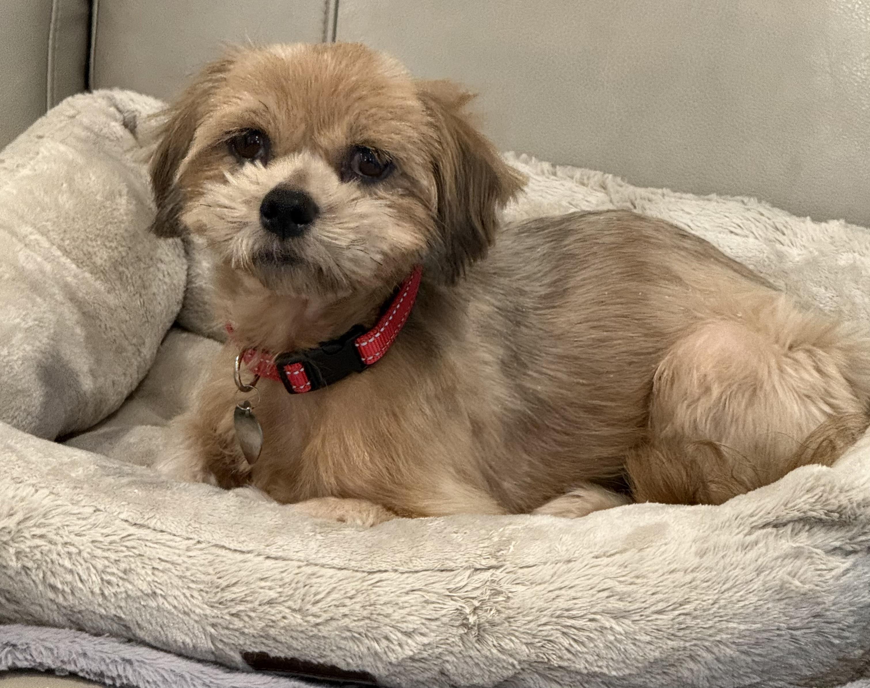 Bojo, Adoptable, Young Male Lhasa Apso & Shih Tzu.