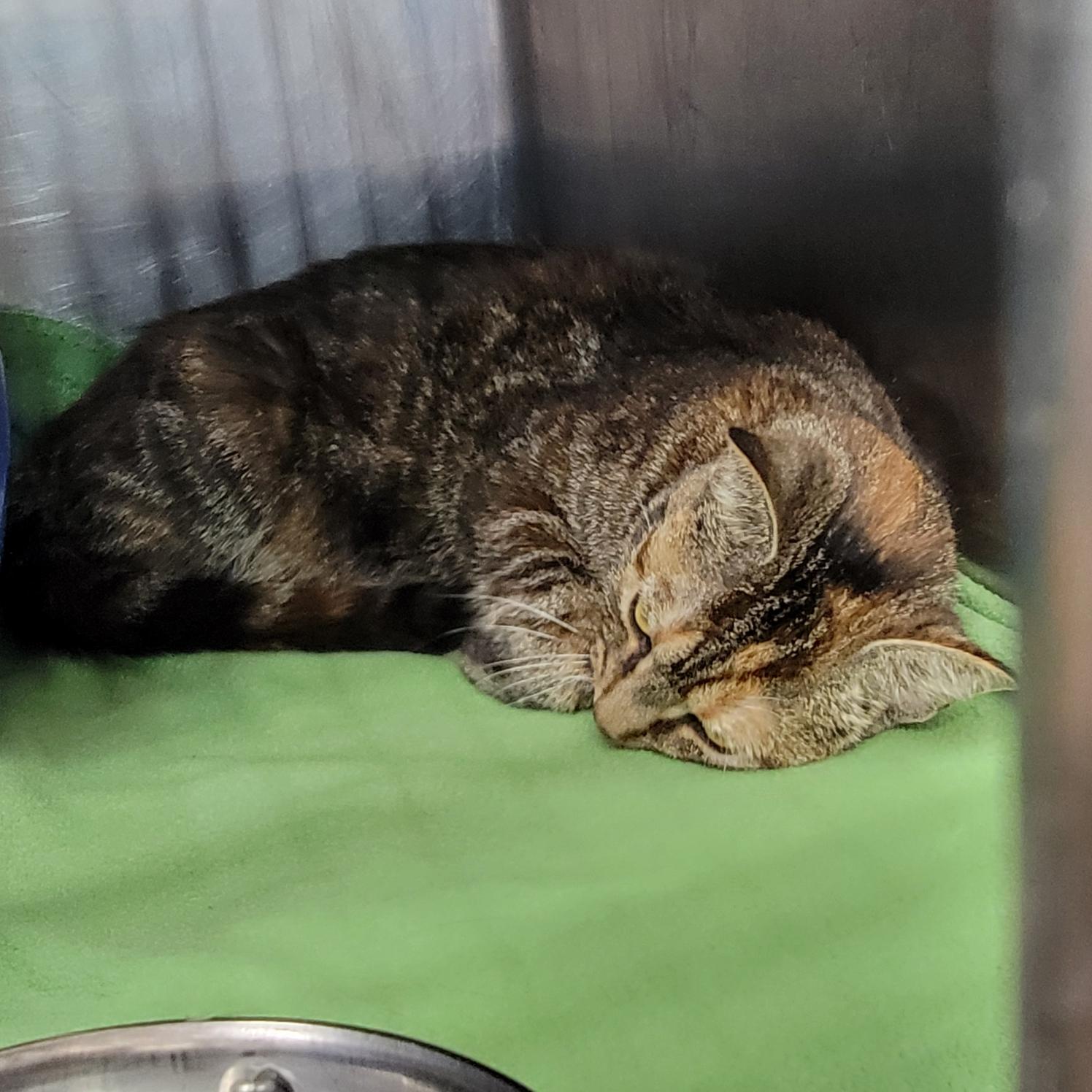 Tiffany Valentine thumbnail 3