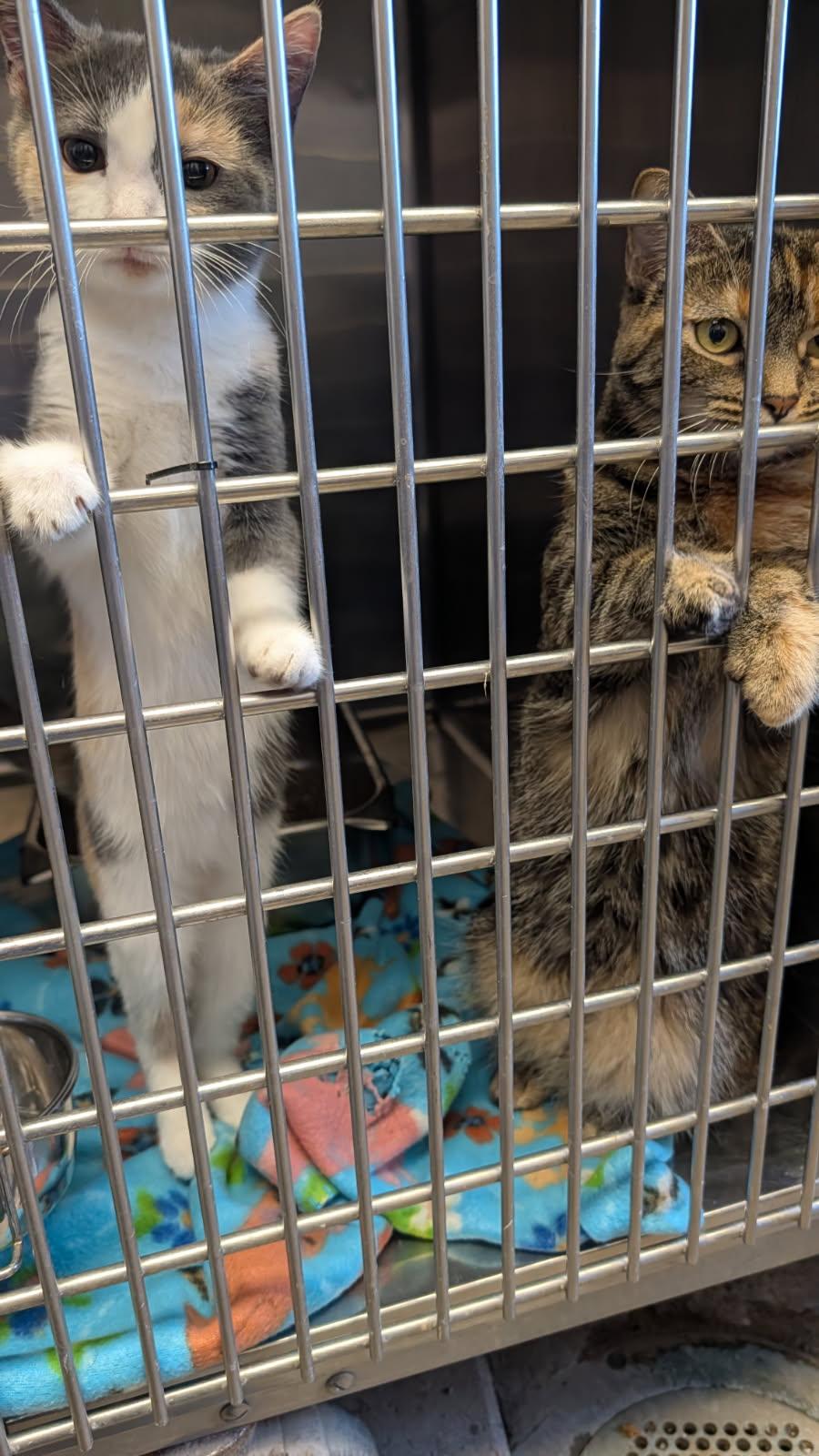 Tiffany Valentine thumbnail 5