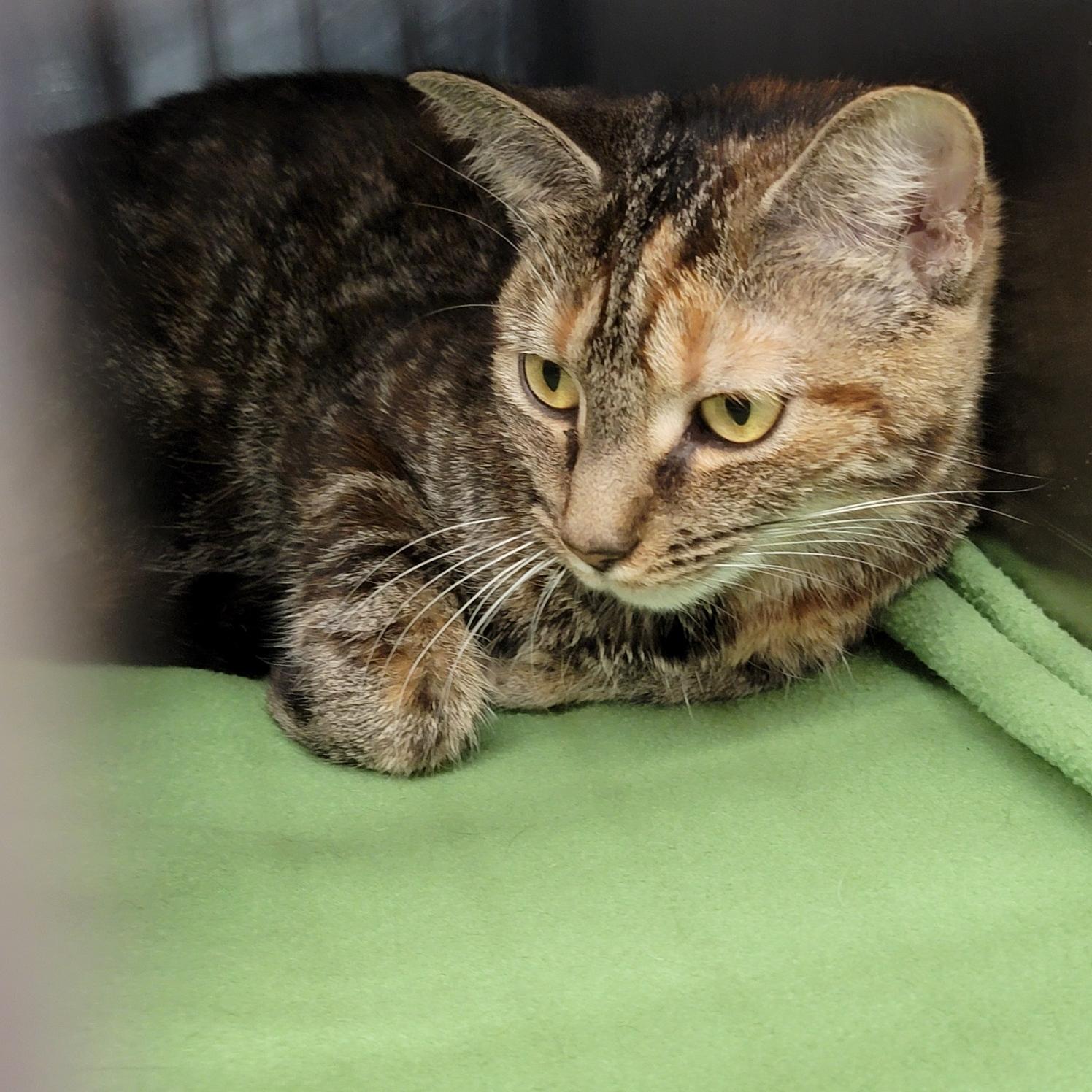 Tiffany Valentine thumbnail 6