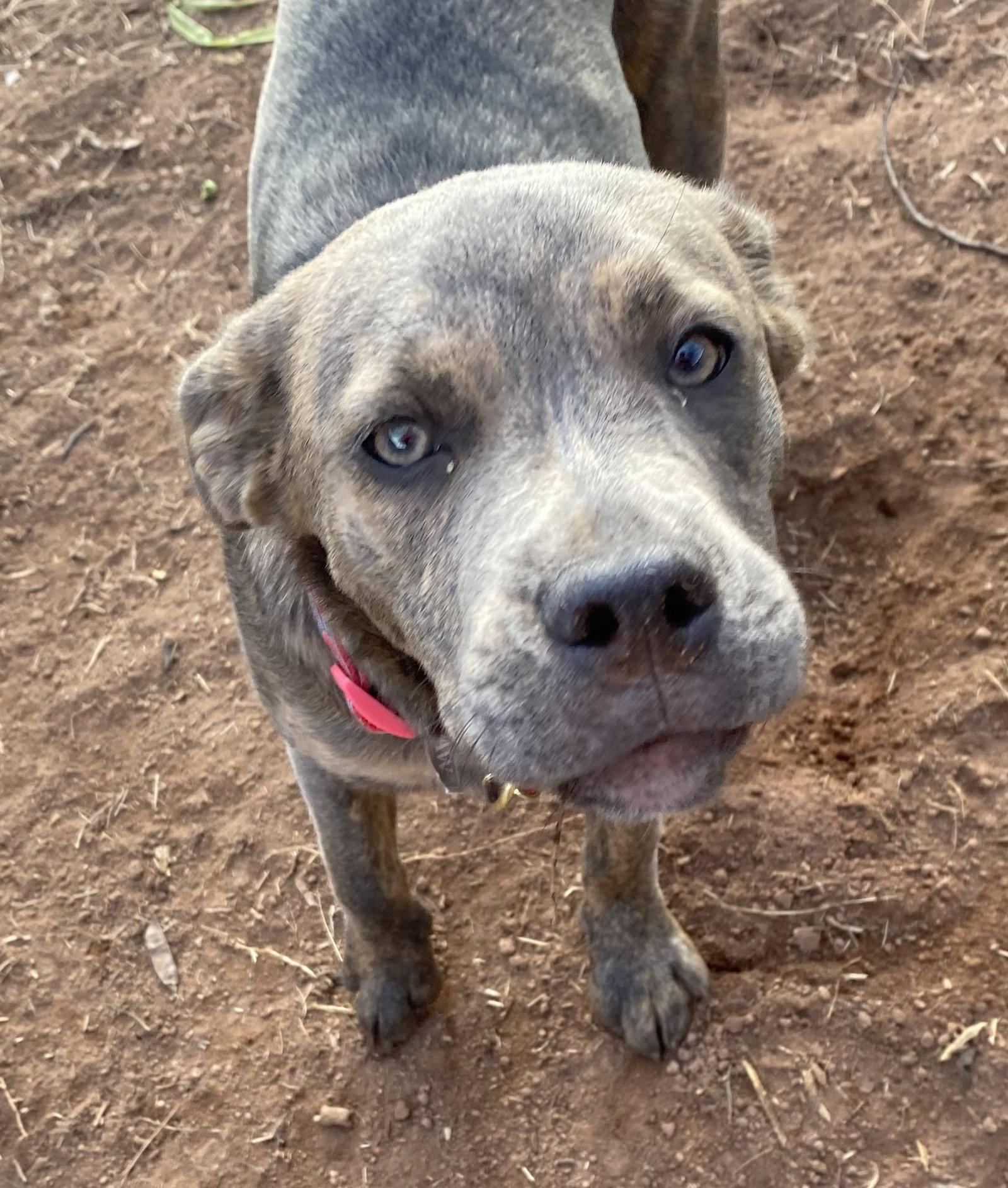Ruby, Adoptable, Young Female Terrier.