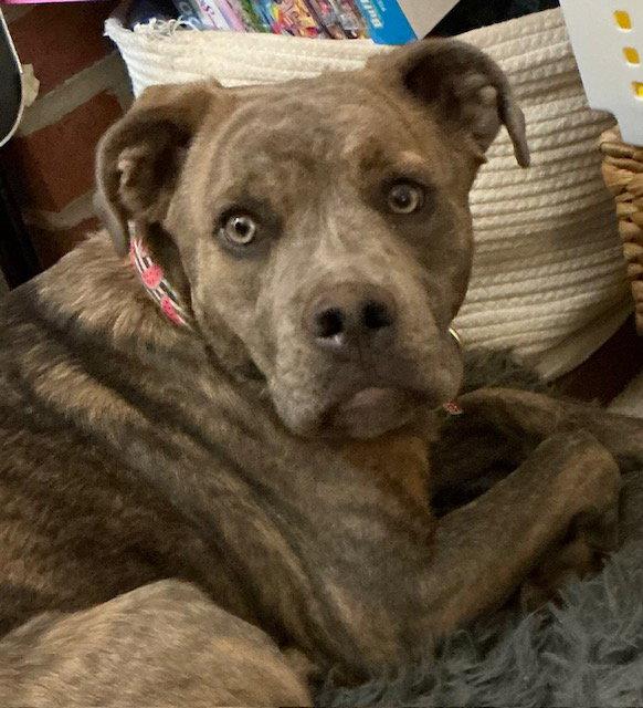 Enlarge Ruby, a Adoptable Terrier in Herndon, VA image 2/3