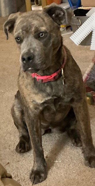 Enlarge Ruby, a Adoptable Terrier in Herndon, VA image 3/3