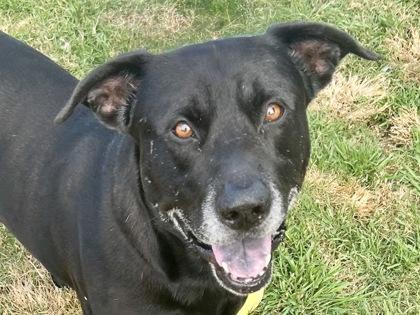 Moonie — thumbnail 3