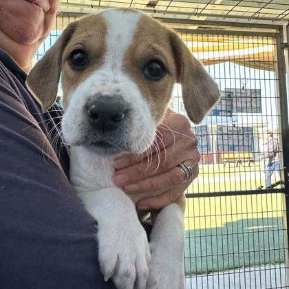 Enlarge ARROW, an adopted Mixed Breed in Fernandina Beach, FL image 1/1