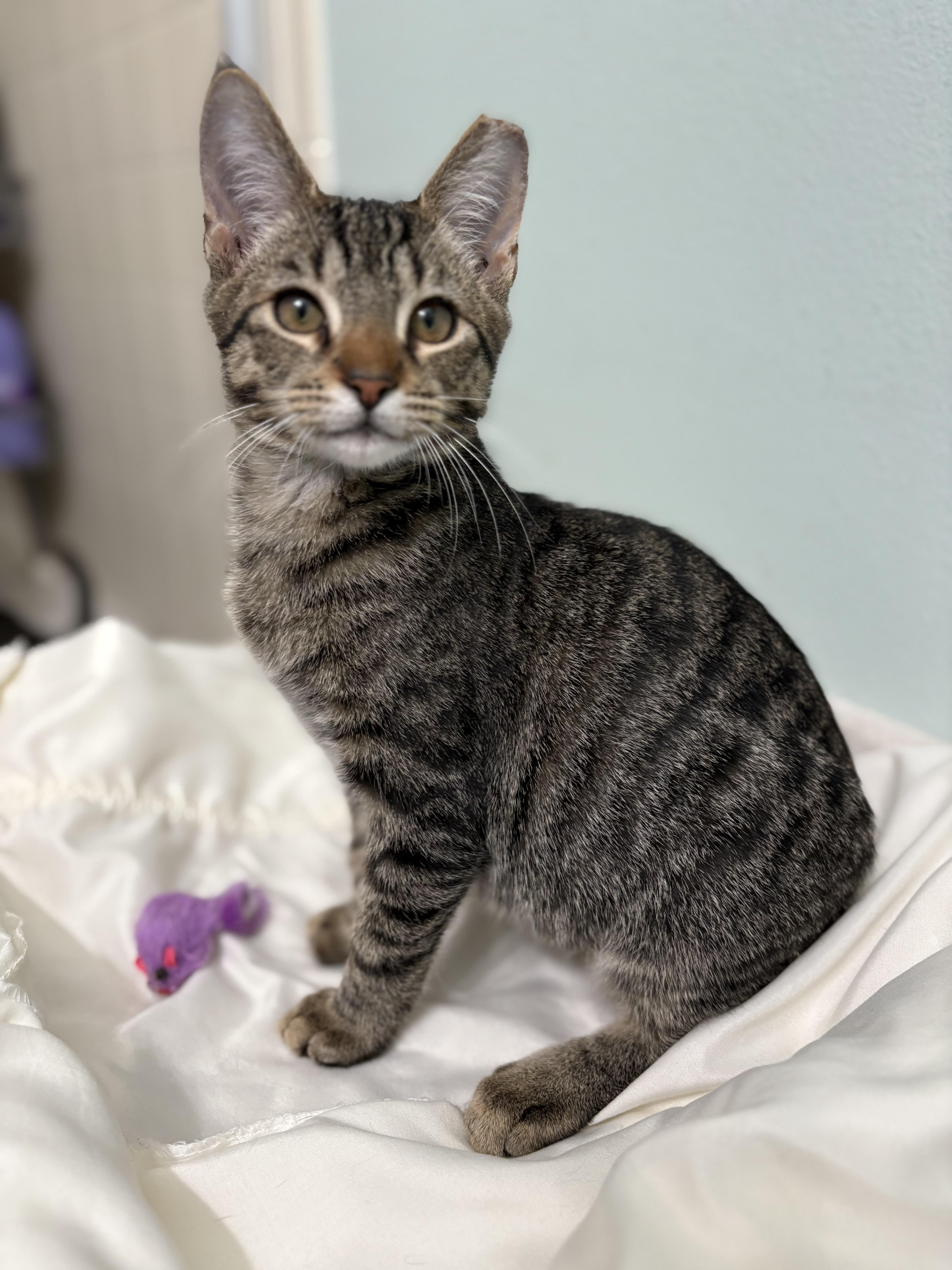 Enlarge Nugget, a ADOPTABLE Tabby in Brooksville, FL image 2/2