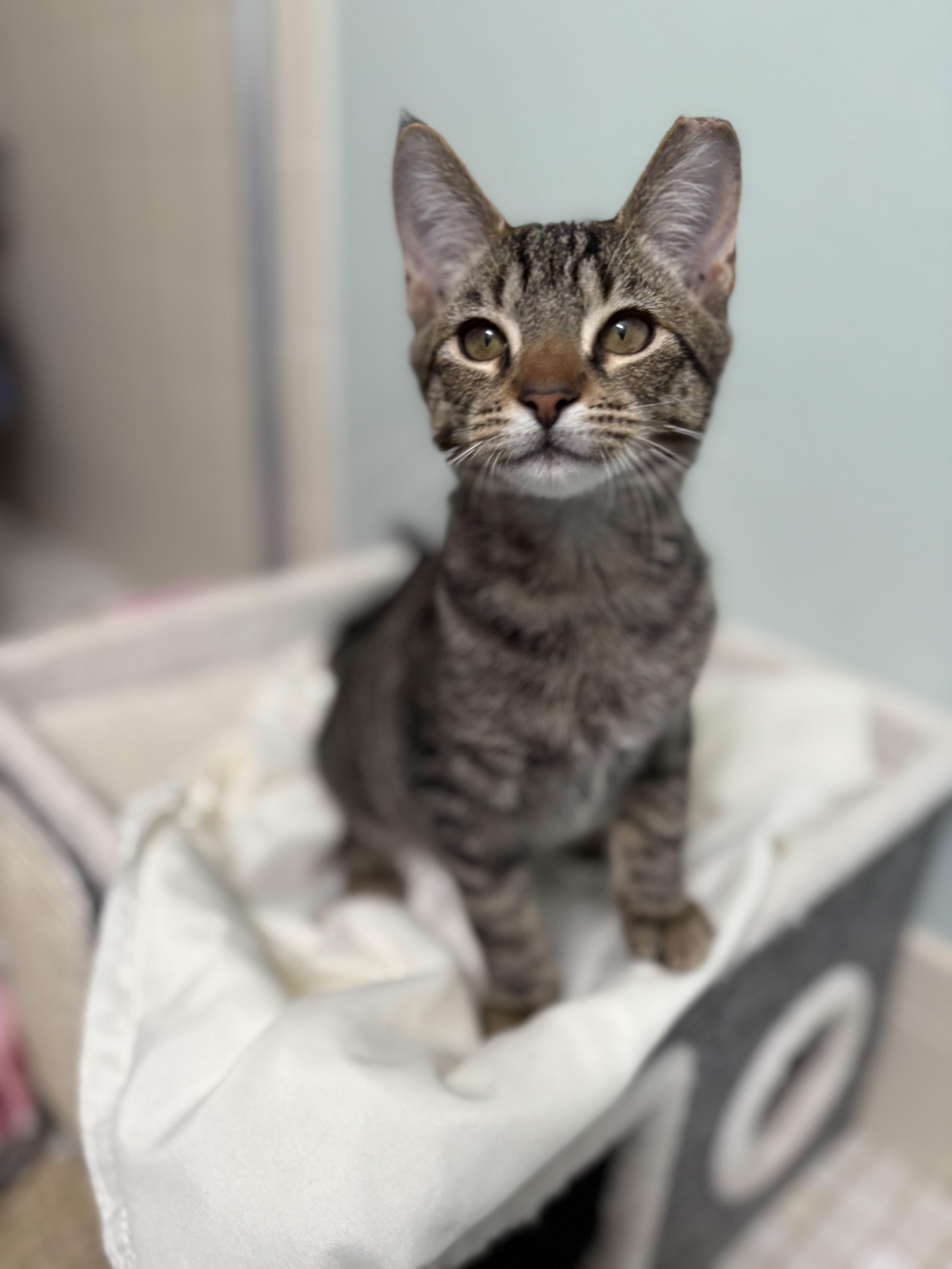 Enlarge Nugget, a ADOPTABLE Tabby in Brooksville, FL image 1/2