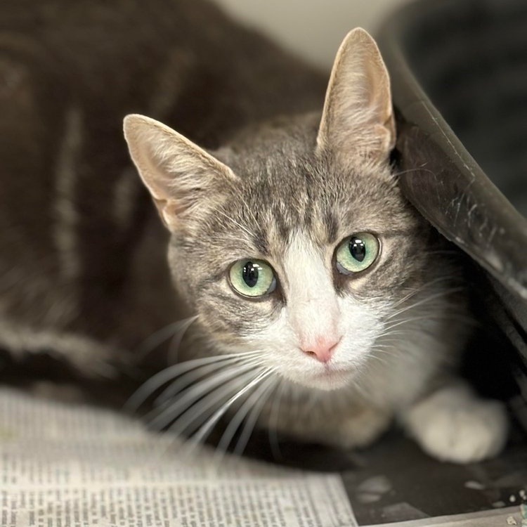 Cat for adoption Rita, a Domestic Short Hair & Tabby Mix in Batavia, NY Petfinder