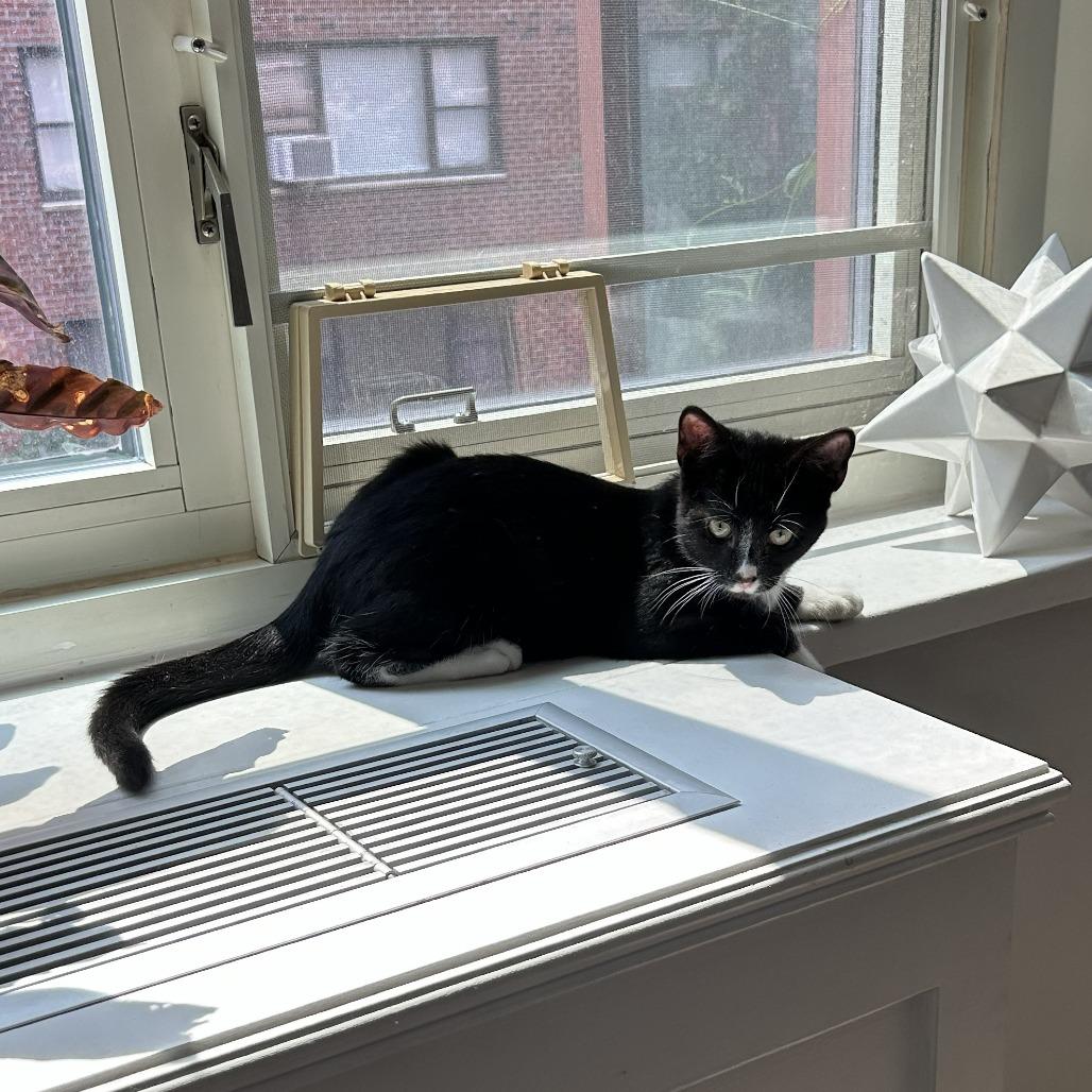 Enlarge Fir, a Adoptable Domestic Short Hair in Staten Island, NY image 1/3