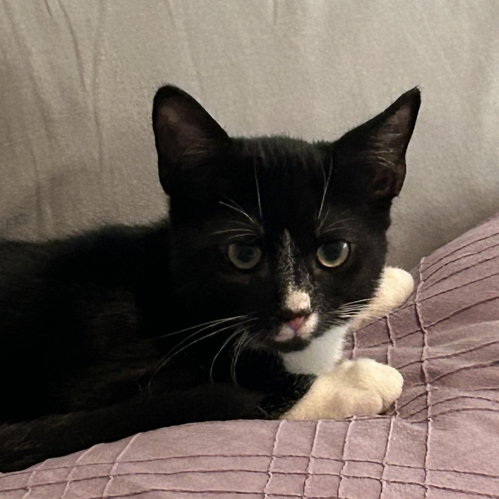 Enlarge Fir, a Adoptable Domestic Short Hair in Staten Island, NY image 2/3