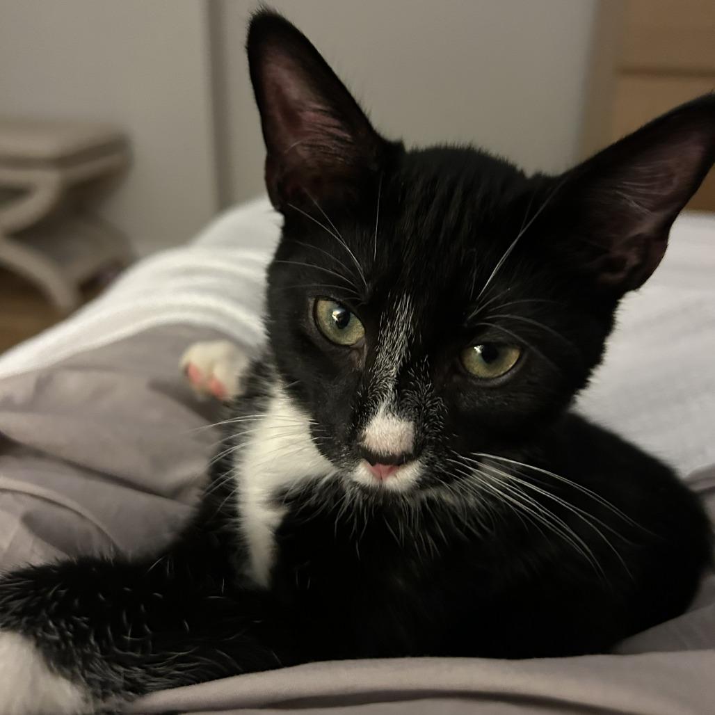 Enlarge Fir, a Adoptable Domestic Short Hair in Staten Island, NY image 3/3