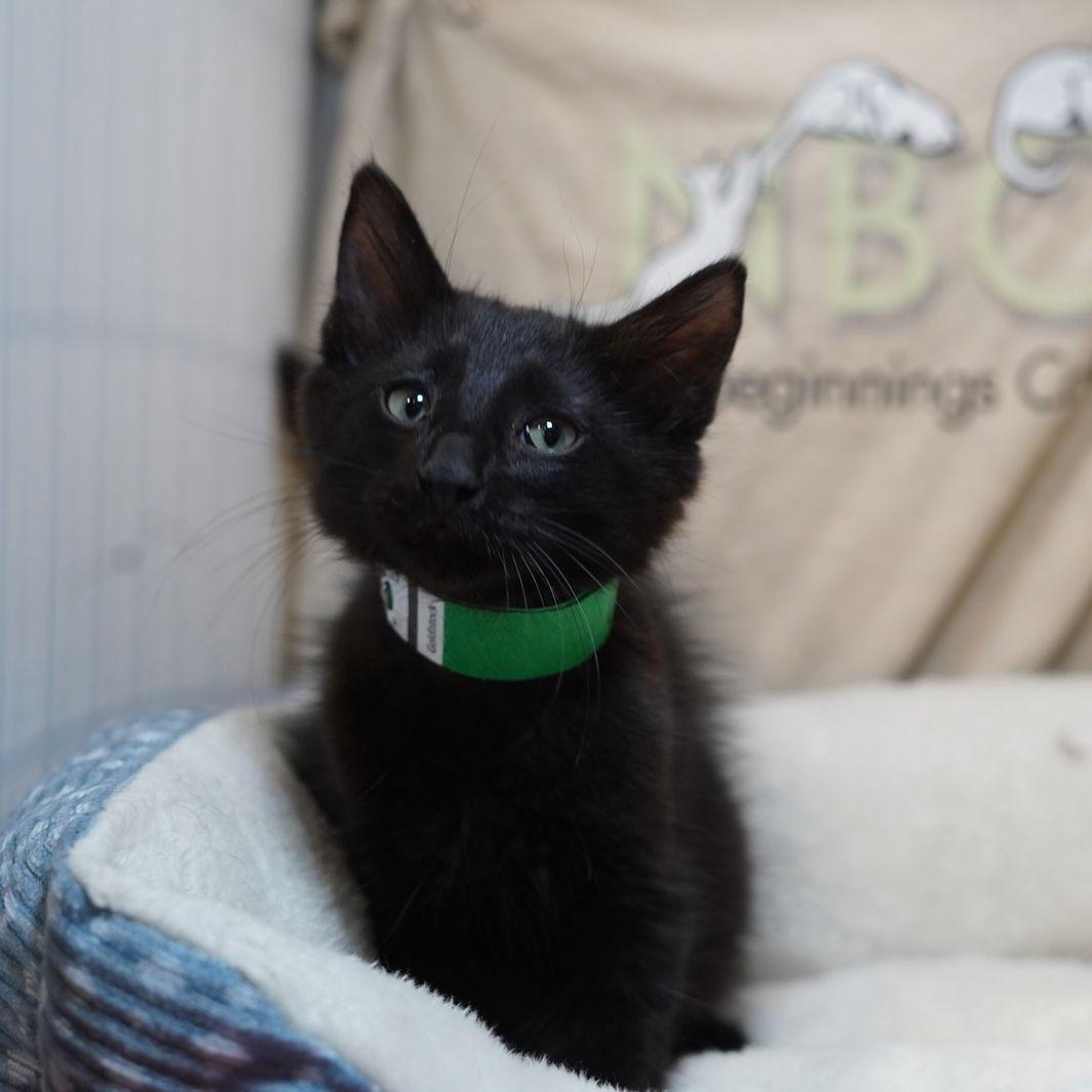 Enlarge Usher, a Adoptable Domestic Medium Hair in Garland, TX image 1/3