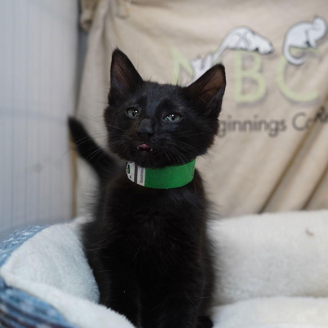 Enlarge Usher, a Adoptable Domestic Medium Hair in Garland, TX image 2/3