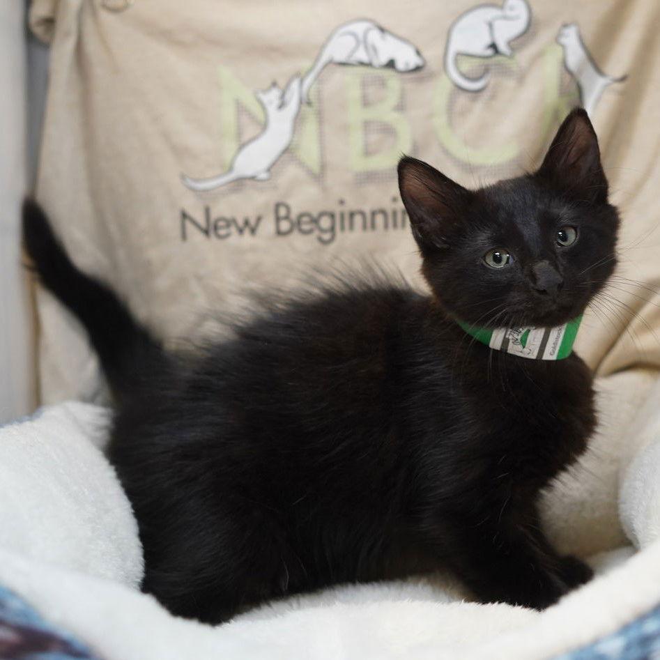 Enlarge Usher, a Adoptable Domestic Medium Hair in Garland, TX image 3/3