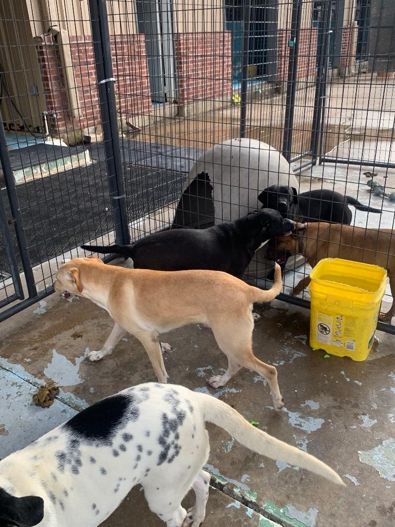 Buffy, Adoptable, Adult Male Mixed Breed & Yellow Labrador Retriever.