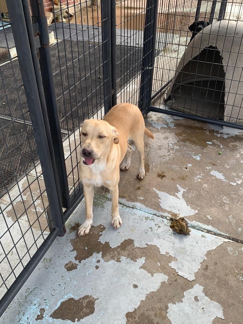 Enlarge Buffy, a Adoptable mixed breed in Hearne, TX image 2/5