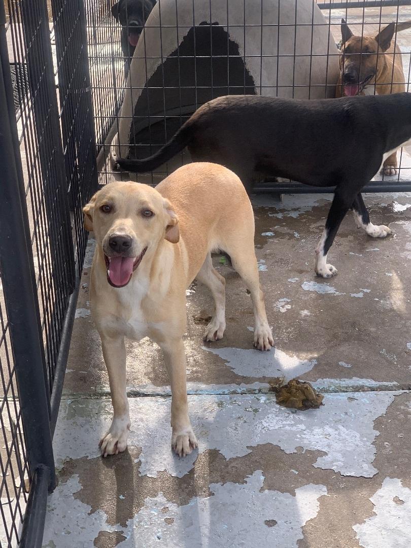 Enlarge Buffy, a Adoptable mixed breed in Hearne, TX image 3/5