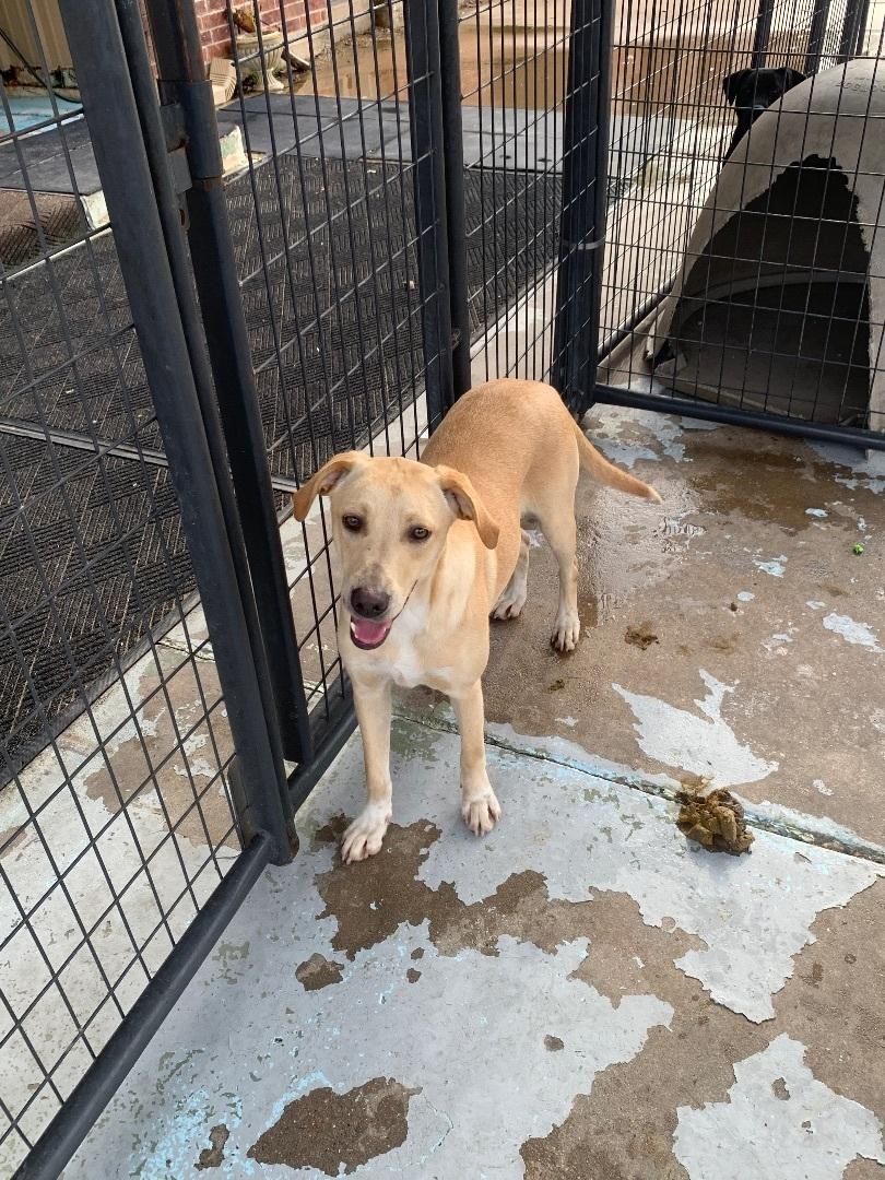 Enlarge Buffy, a Adoptable mixed breed in Hearne, TX image 4/5