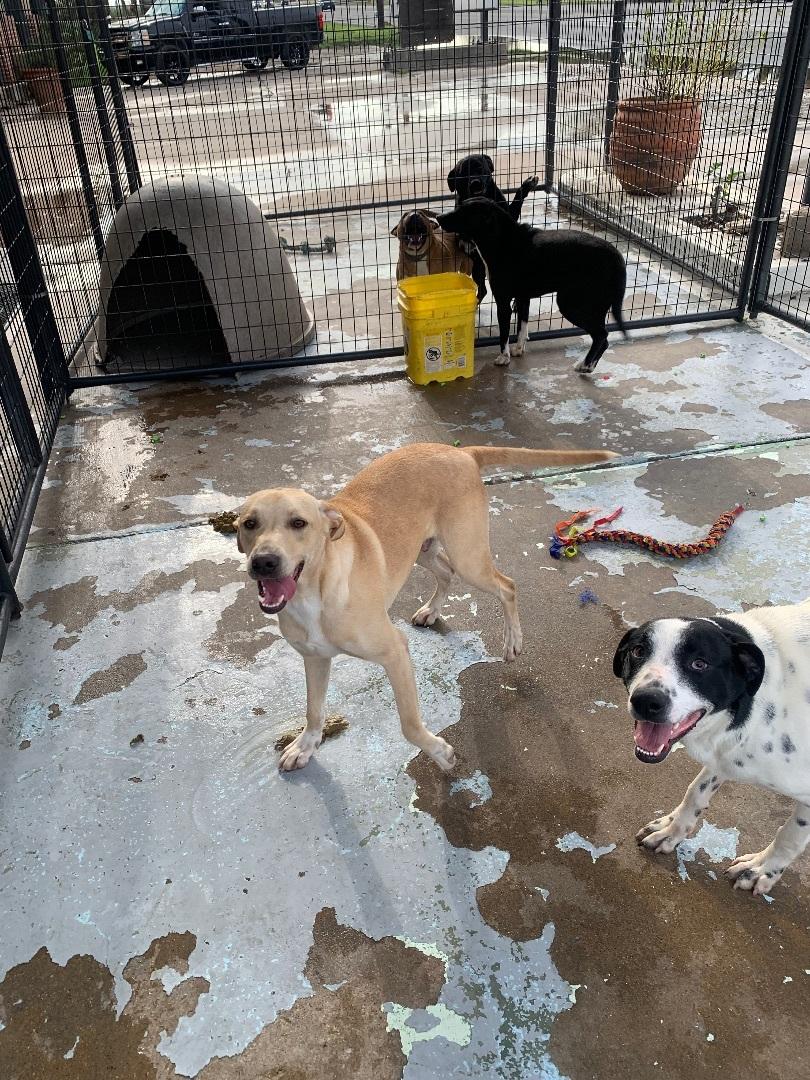 Enlarge Buffy, a Adoptable mixed breed in Hearne, TX image 5/5