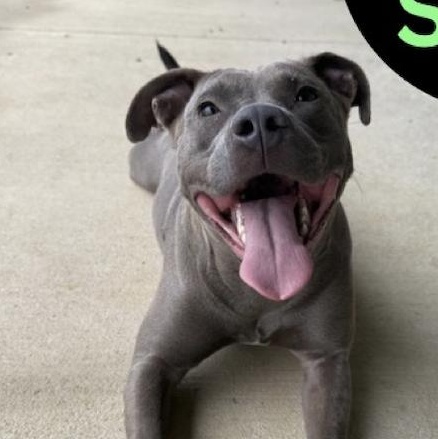 Enlarge Sassy, a Adoptable mixed breed in Paramus, NJ image 4/5