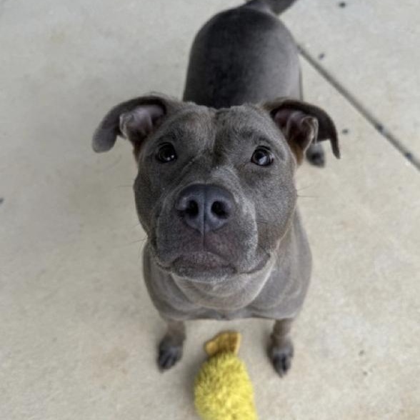 Enlarge Sassy, a Adoptable mixed breed in Paramus, NJ image 5/5