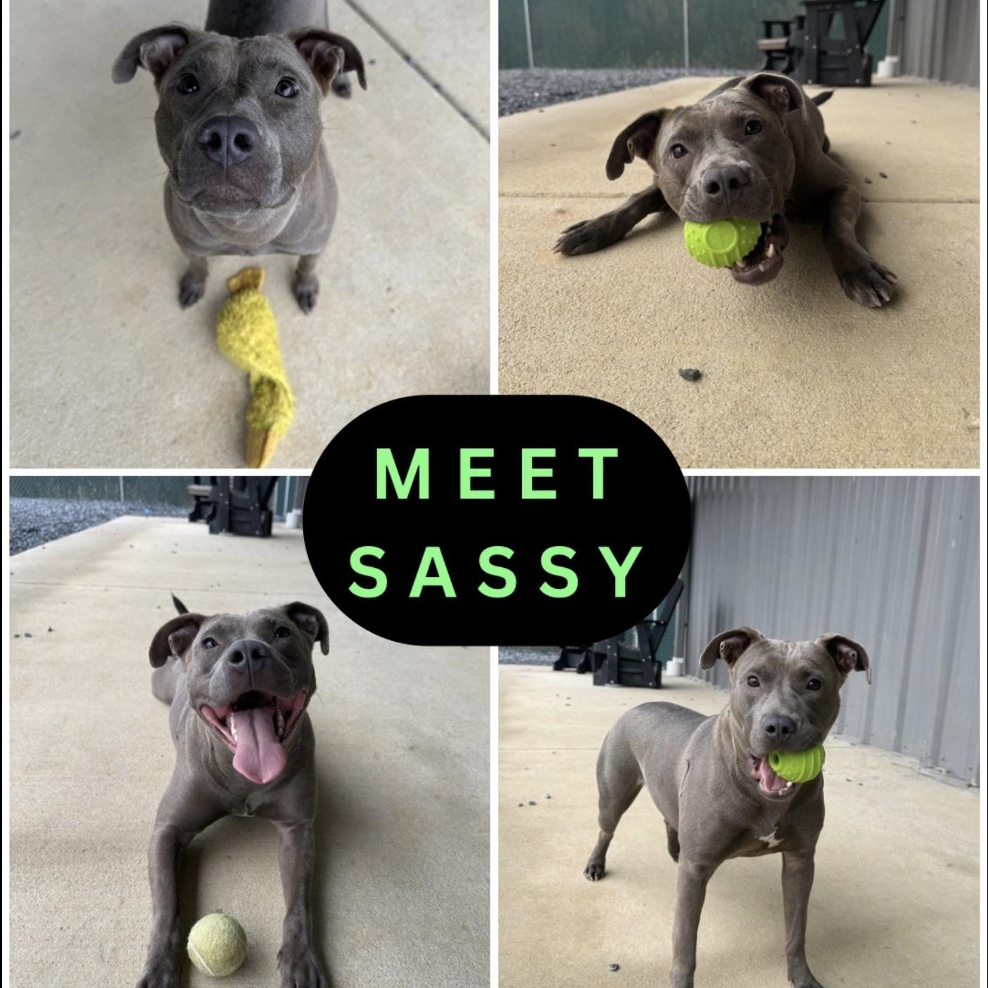 Sassy, Adoptable, Young Female Pit Bull Terrier & Mixed Breed.