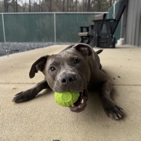 Enlarge Sassy, a Adoptable mixed breed in Paramus, NJ image 3/5