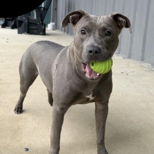 Enlarge Sassy, a Adoptable mixed breed in Paramus, NJ image 2/5