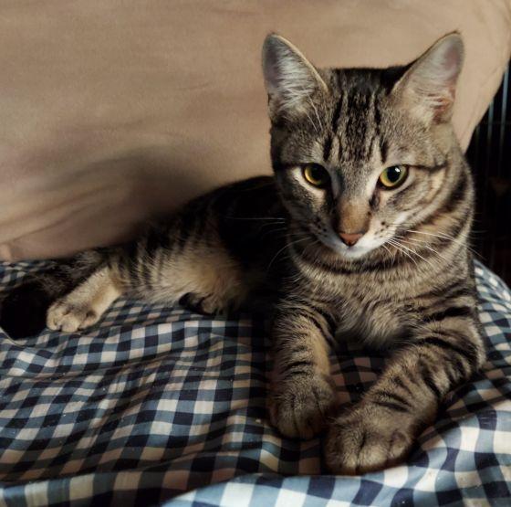 Cullen, Adoptable, Adult Male Domestic Short Hair & Tabby.