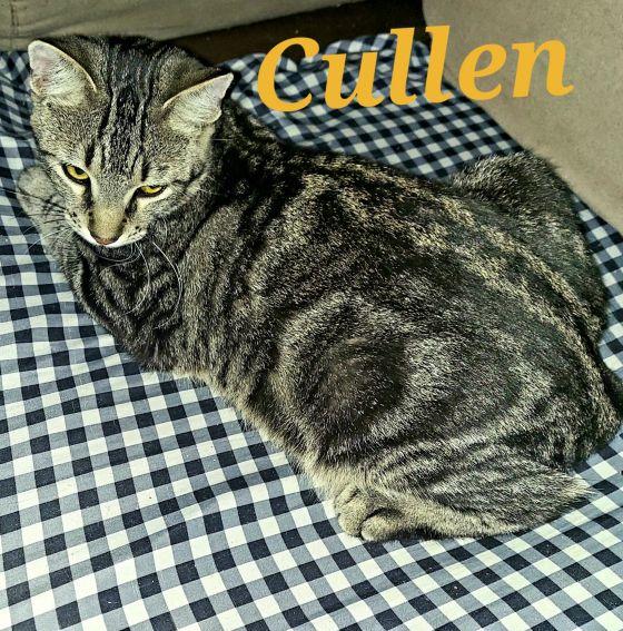 Enlarge Cullen, a Adoptable mixed breed in Monrovia, CA image 2/3
