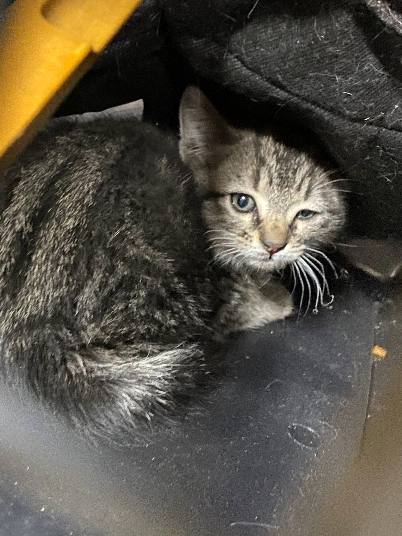 Enlarge Cullen, a Adoptable mixed breed in Monrovia, CA image 3/3
