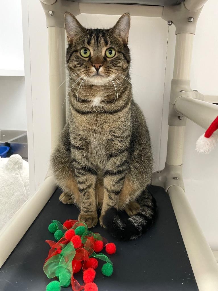 Dakota, Adoptable, Young Female Domestic Short Hair.