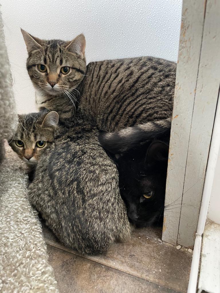 Dakota, Adoptable, Young Female Domestic Short Hair.