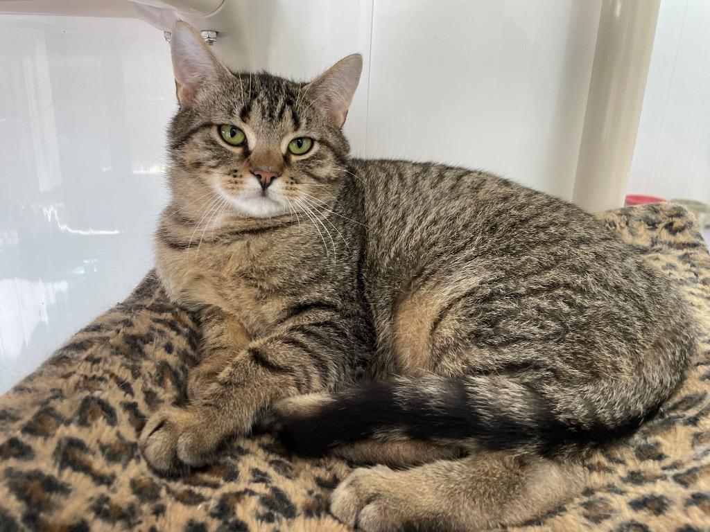 Dakota, a Adoptable mixed breed in Glenfield, NY image 4/5