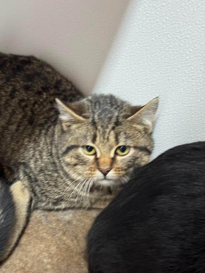 Enlarge Dakota, a Adoptable mixed breed in Glenfield, NY image 4/6