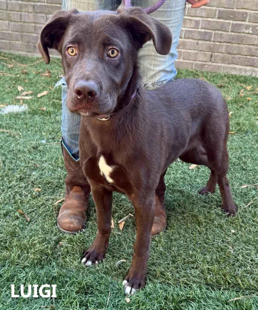 Luigi, Adopted, Young Male Labrador Retriever.
