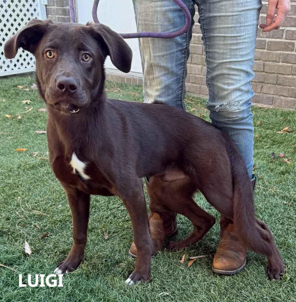Luigi, a Adopted Labrador Retriever in Washington, GA image 2/2