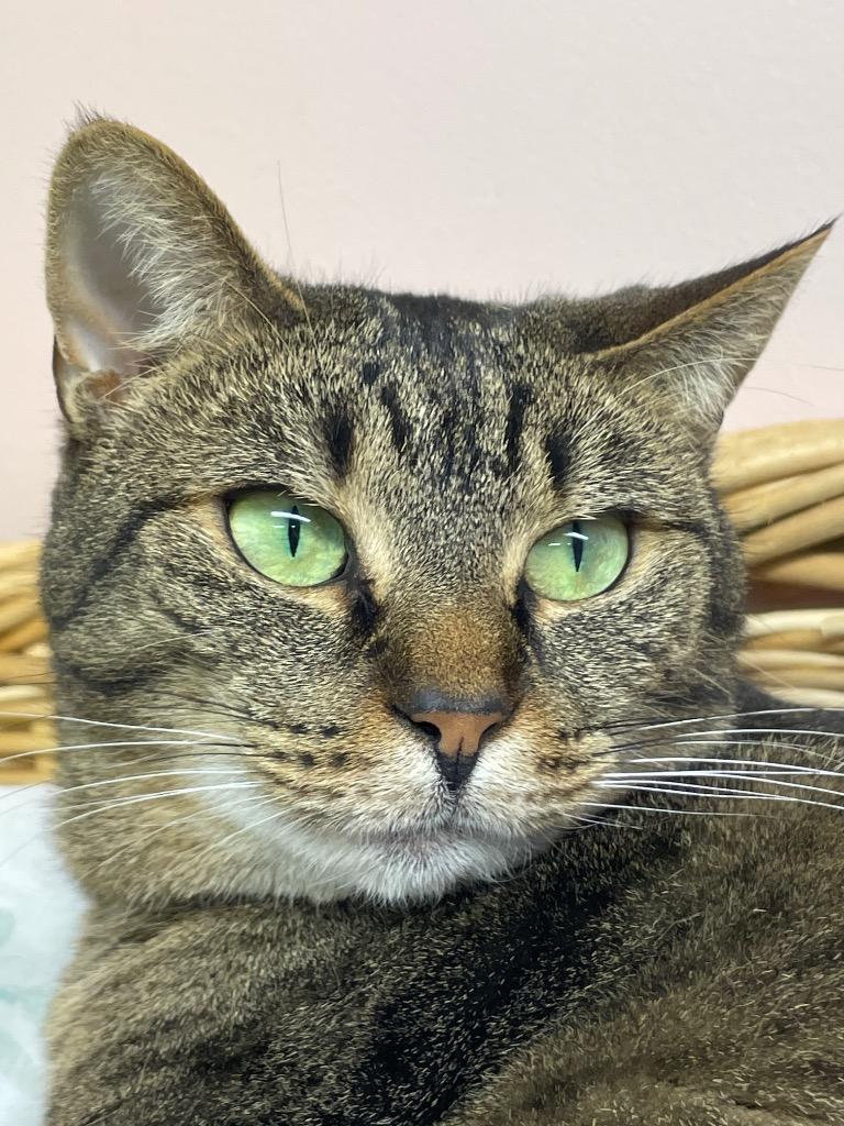 Enlarge Maria, a Adoptable mixed breed in Westfield, NY image 2/3