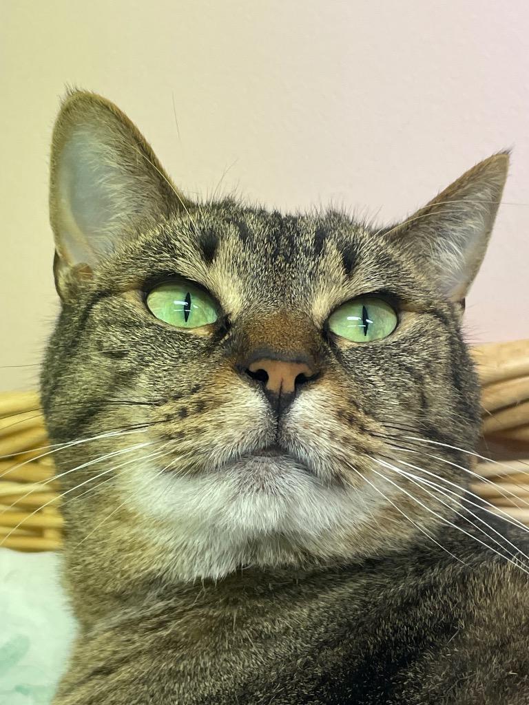 Enlarge Maria, a Adoptable mixed breed in Westfield, NY image 3/3